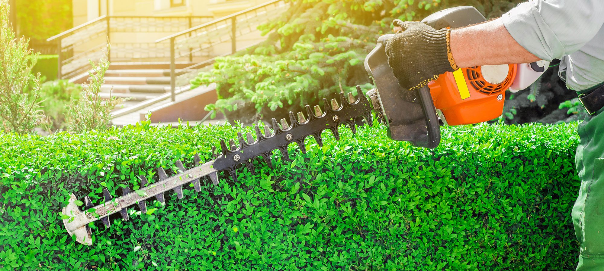 hedge trimmer